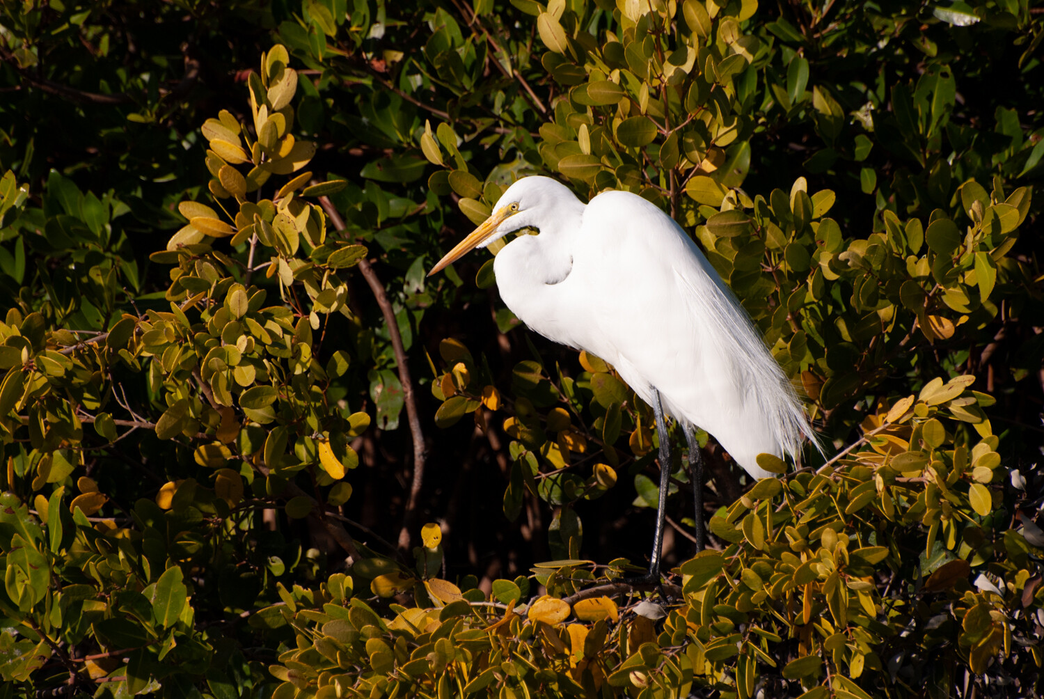 Image: 300mm, 1/1250 sec, f/6.3, ISO 200