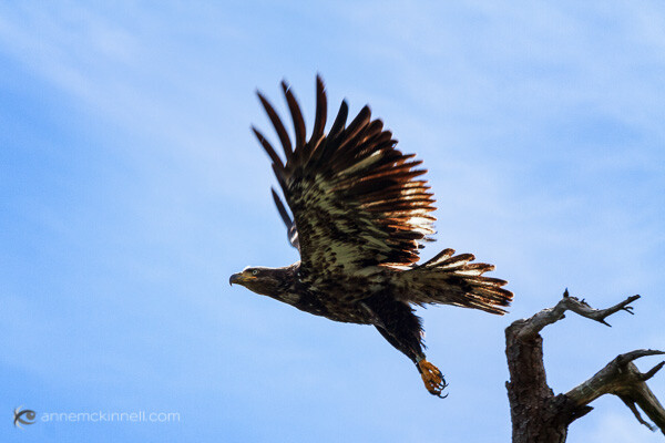 Juvenile Bald Eagle flying by Anne McKinnell