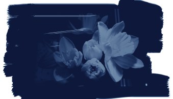 How to Create a Cyanotype Effect in Photoshop (Step By Step)