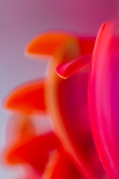 flower macro photography gerbera abstract