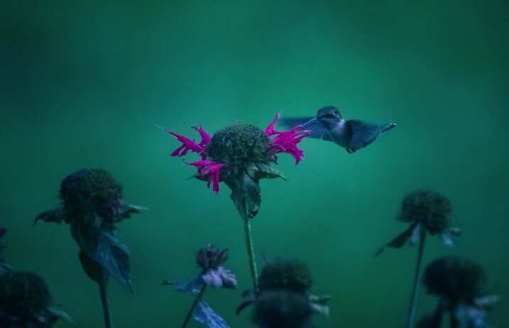 Mega article humingbird - The dPS Absolute Beginner’s Guide to Photography