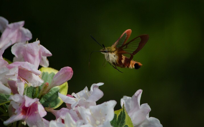 Shutter 1 4000th - The dPS Absolute Beginner’s Guide to Photography