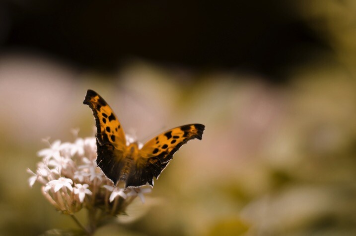 Thirds no overlay - The dPS Absolute Beginner’s Guide to Photography