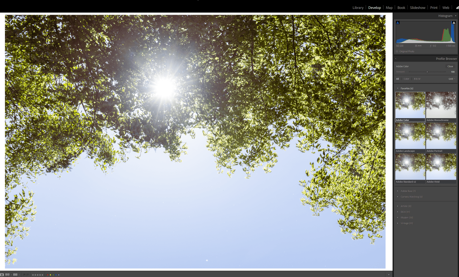 How to (Effectively) Use Color Profiles in Lightroom
